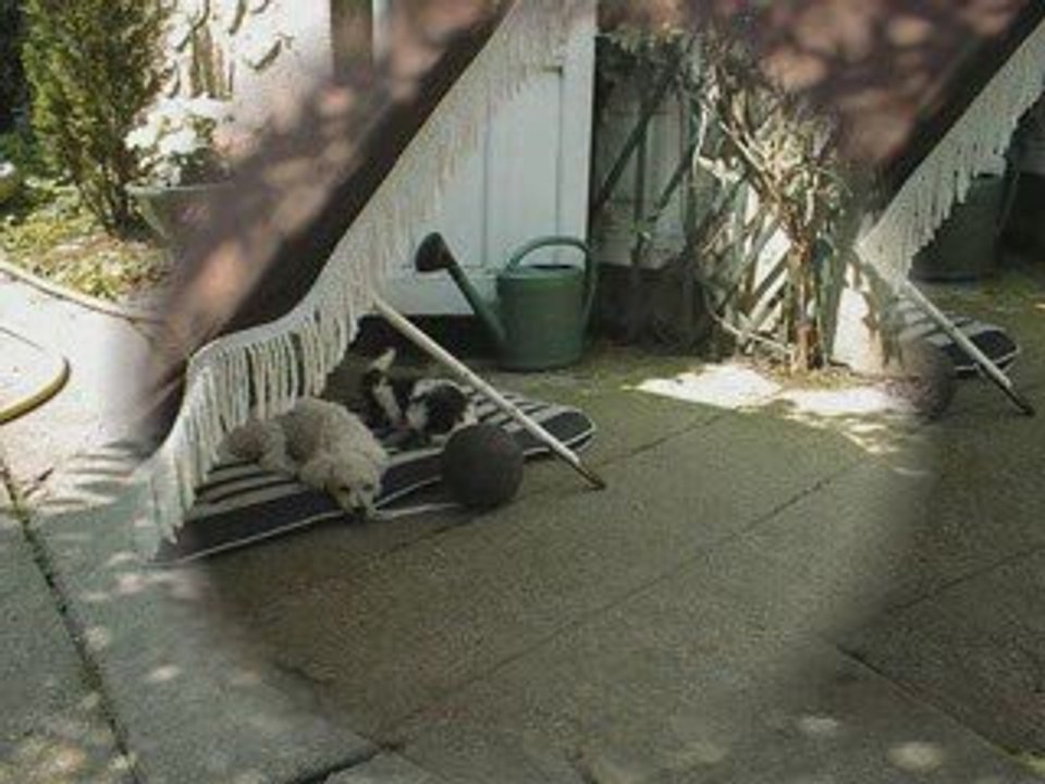 Mon shih tzu, mon Emma Lou, ma petite puce a 2 mois