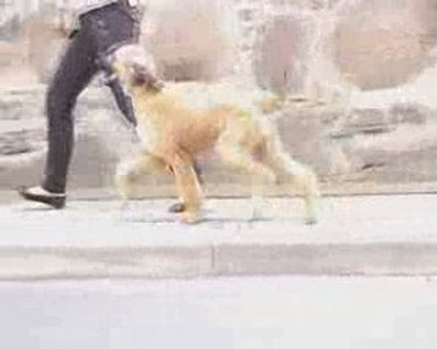 Adshanta Final Grande 4 Monate