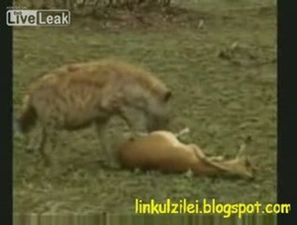 Smart impala fools the coyote and the cheetah