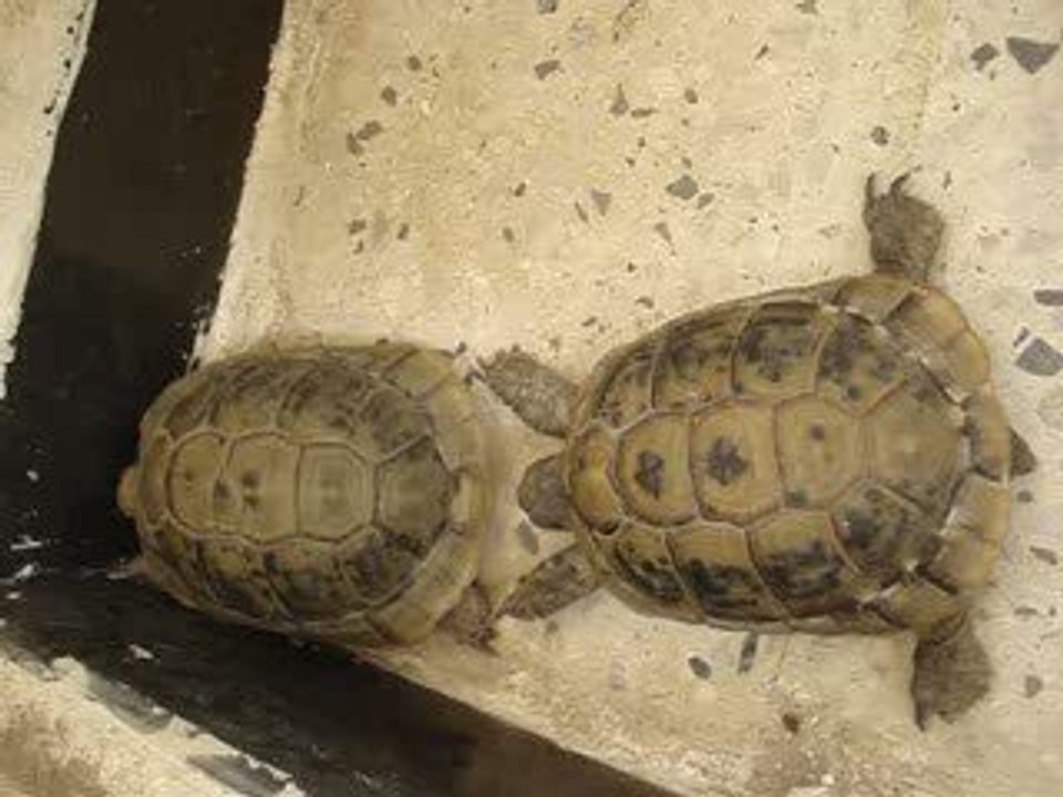 Uncool Tortues