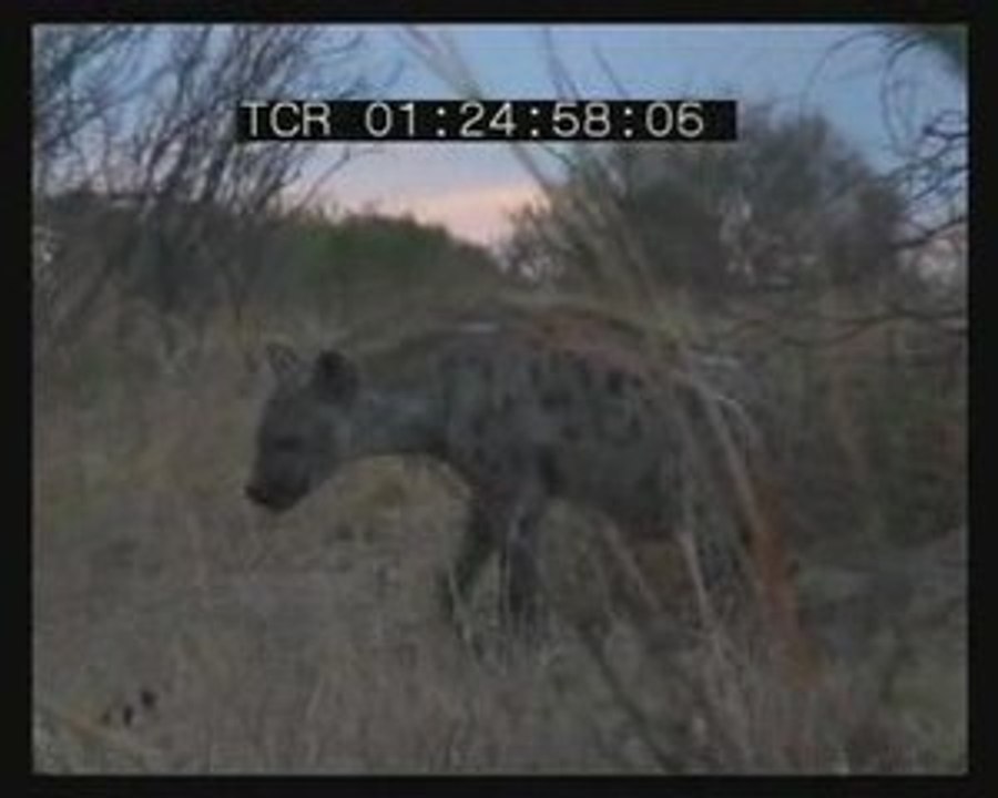 Alone with hyenas...