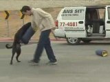 Sit Means Sit Dog Training-Peachtree City-Funny ...