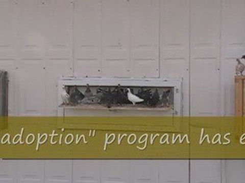 Pigeon Pal's Daily Racing Club News 47 Thanks For Adopting