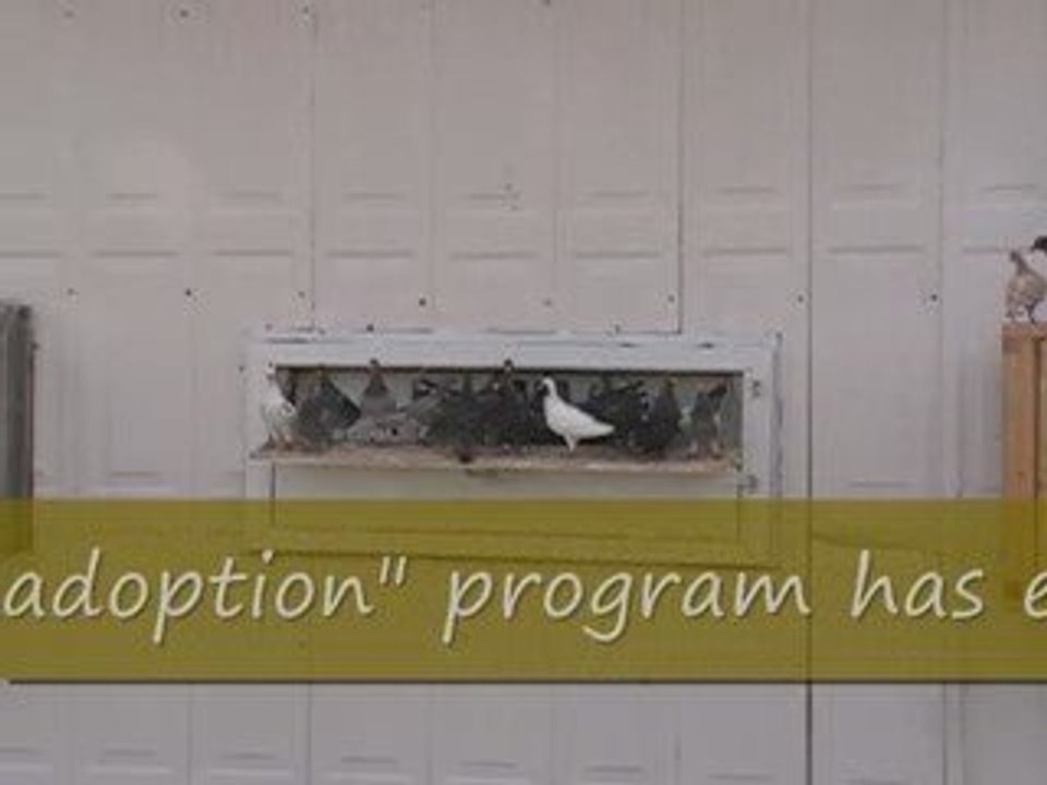 Pigeon Pal's Daily Racing Club News 47 Thanks For Adopting