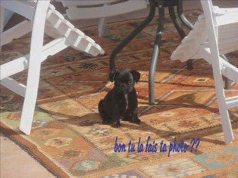 LES CARLIBOULIS LES TOUTES DERNIERES PHOTOS