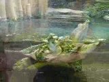 tortue bizarre dans aquarium