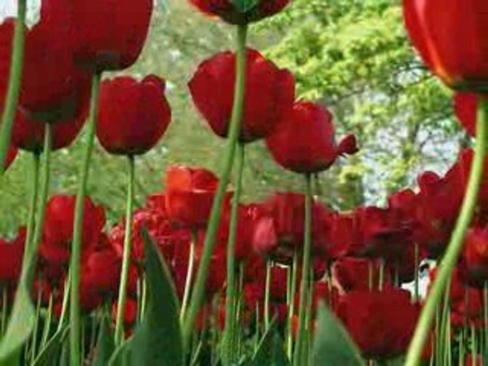 PhotoStory1.wp3 Mama