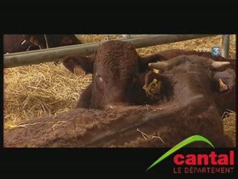 Station d'évaluation de la race salers du Fau (Cantal)