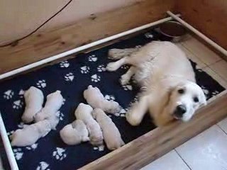 Tous les bébés de Cybèle /Reine/Lolo réunis !!!