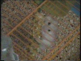 Meglio di Yuri Chechi