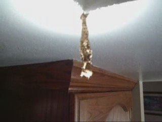 Live termites found in home