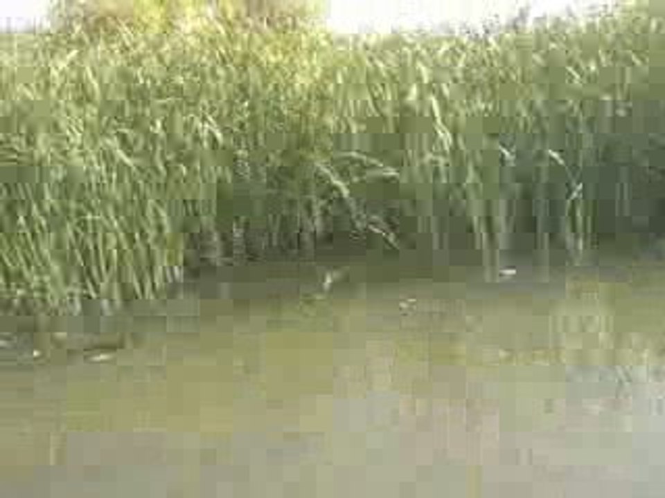 De St Gheorghe à Mahmudia