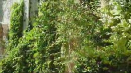 Vaison-la-Romaine 1
