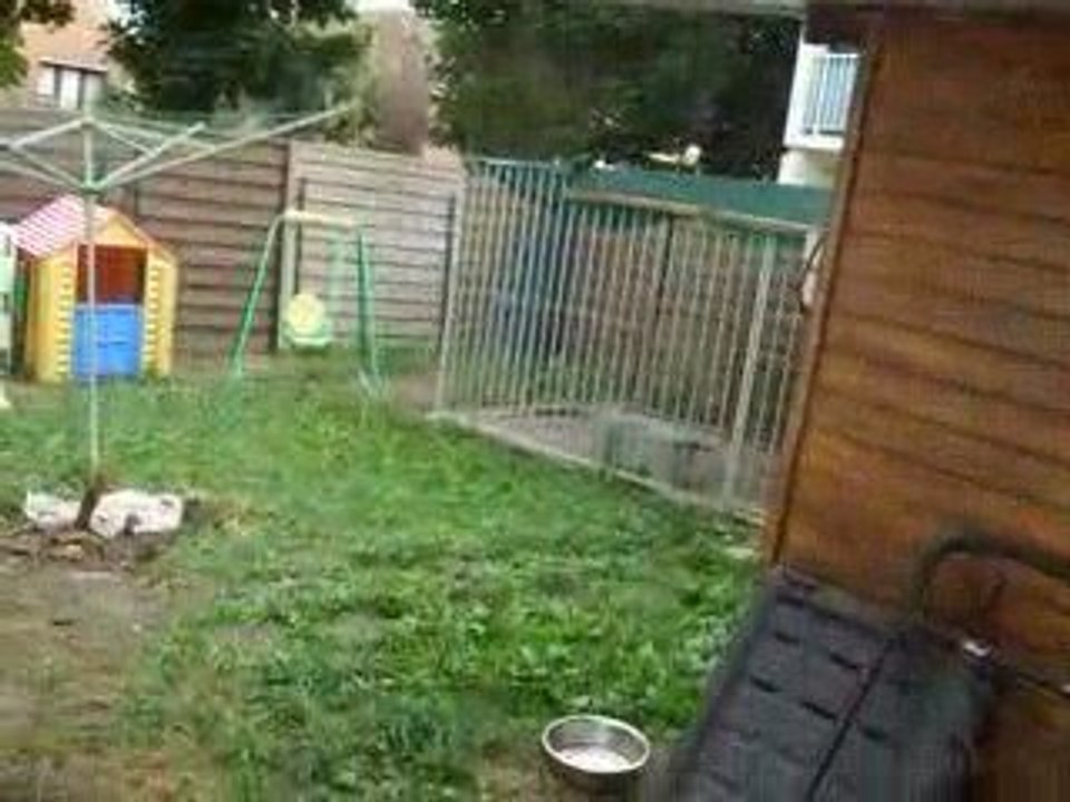 les petits chien