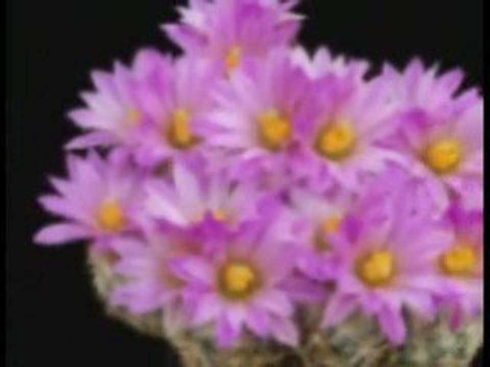 Cactaceas