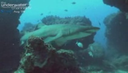 Splash: Mark Addison - Shark School