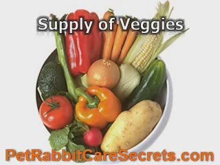 10 Best Pet Rabbit Supplies You Must Purchase