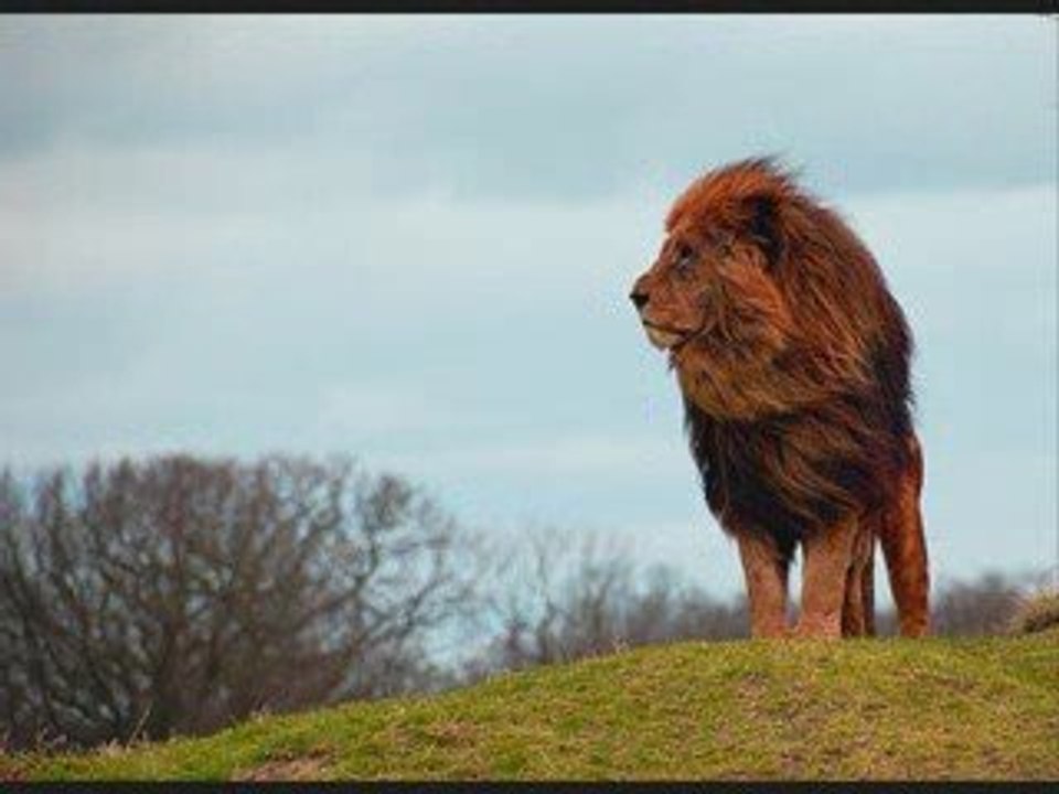 David Calzado y su Charanga Habanera - Mi Vida Sin Tu Amor