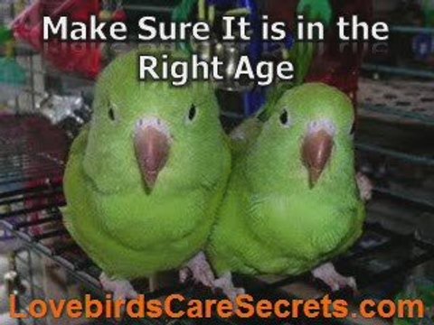 Helpful Information About Breeding Lovebirds