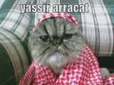 MUST SEE - Very Funny Cats 6