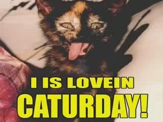 MUST SEE - Very Funny Cats 1