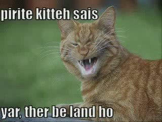 MUST SEE - Very Funny Cats 23