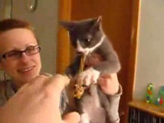 chaton qui ne veut pas qu'on touche à sa patte de poulet