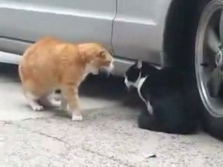 chat scéne de ménage avec sa femme