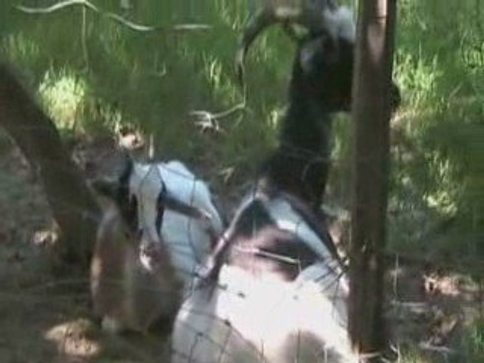 Parc Animalier de Sare