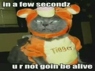 MUST SEE - Very Funny Cats 20