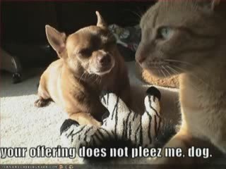 MUST SEE - Very Funny Cats 24