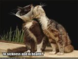 MUST SEE - Very Funny Cats 31