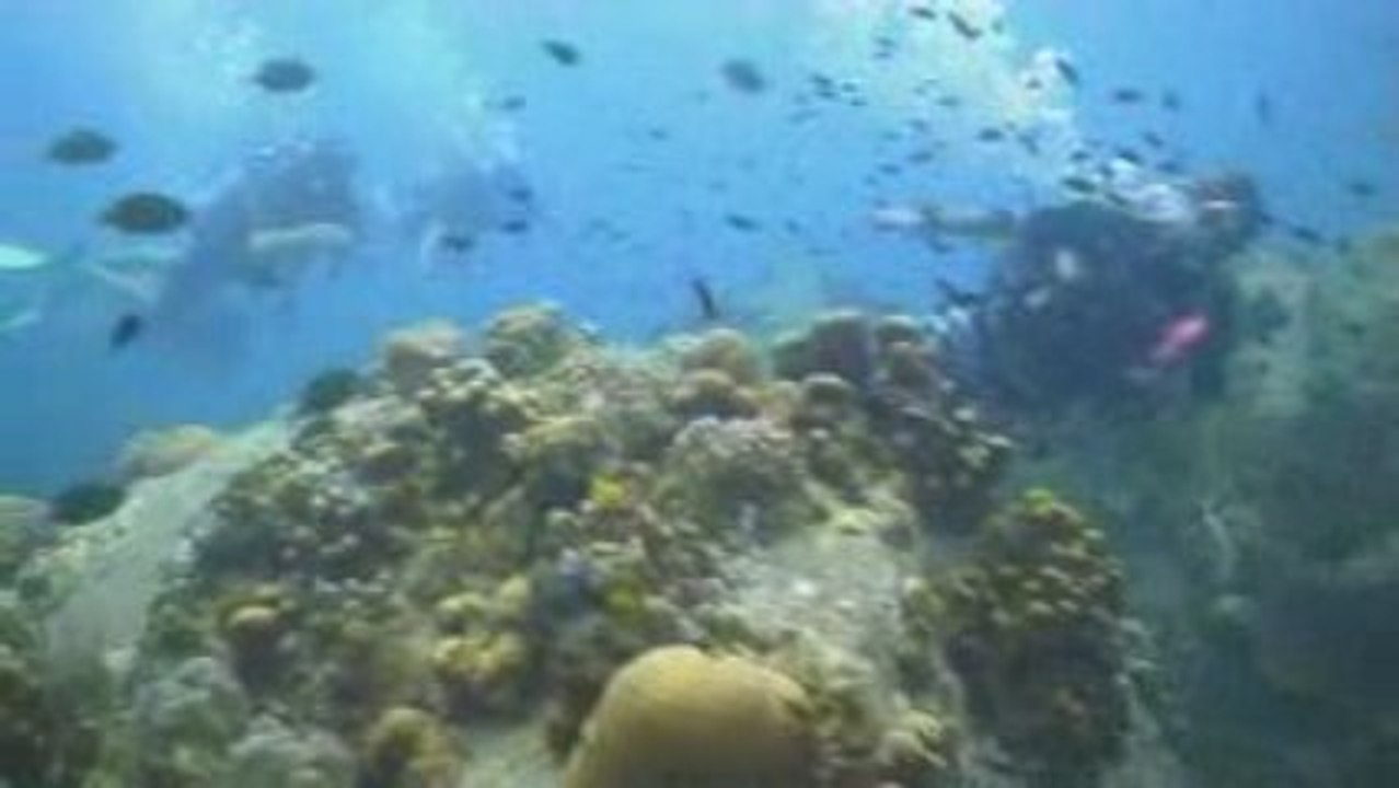 OPEN WATER Diving in Ko Tao (Thailand)