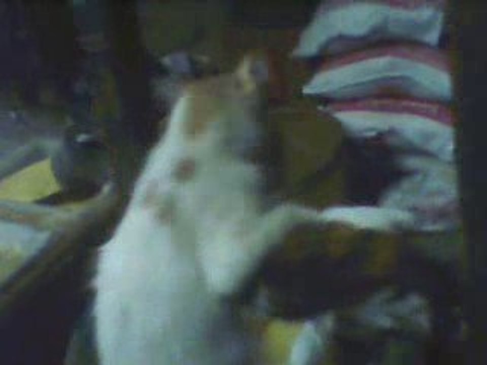 Vid0007
