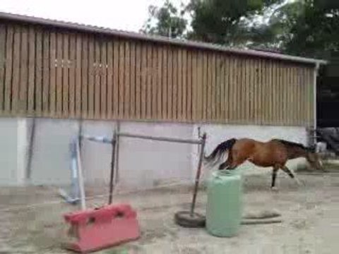 écurie du nevez ROLLS