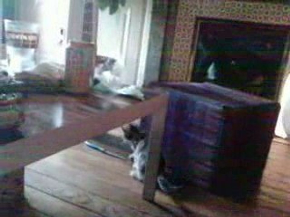 Elfy apprend a sauter