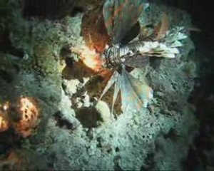 plongée de nuit avec les rascasses volantes Hurghada 2008