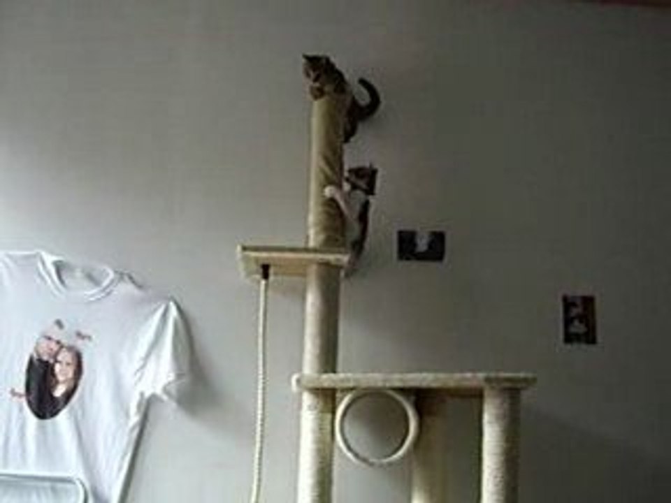 les chats sur un arbre a chat