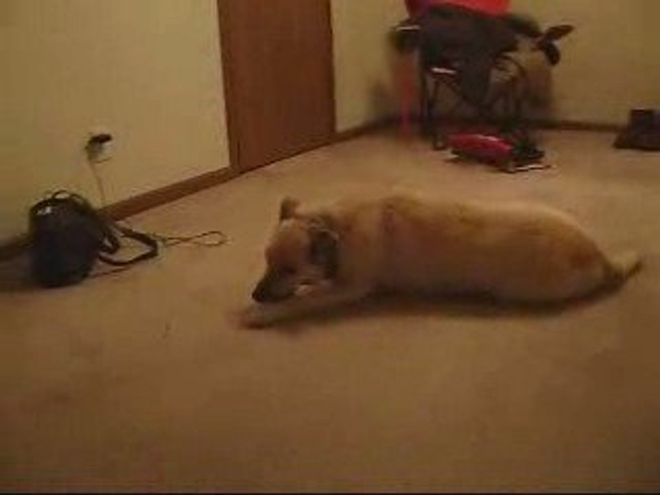 MUST SEE Bizkit the Sleepwalking Running Dog Dailymotion Video