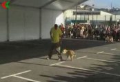 exhibicion adiestramiento canino