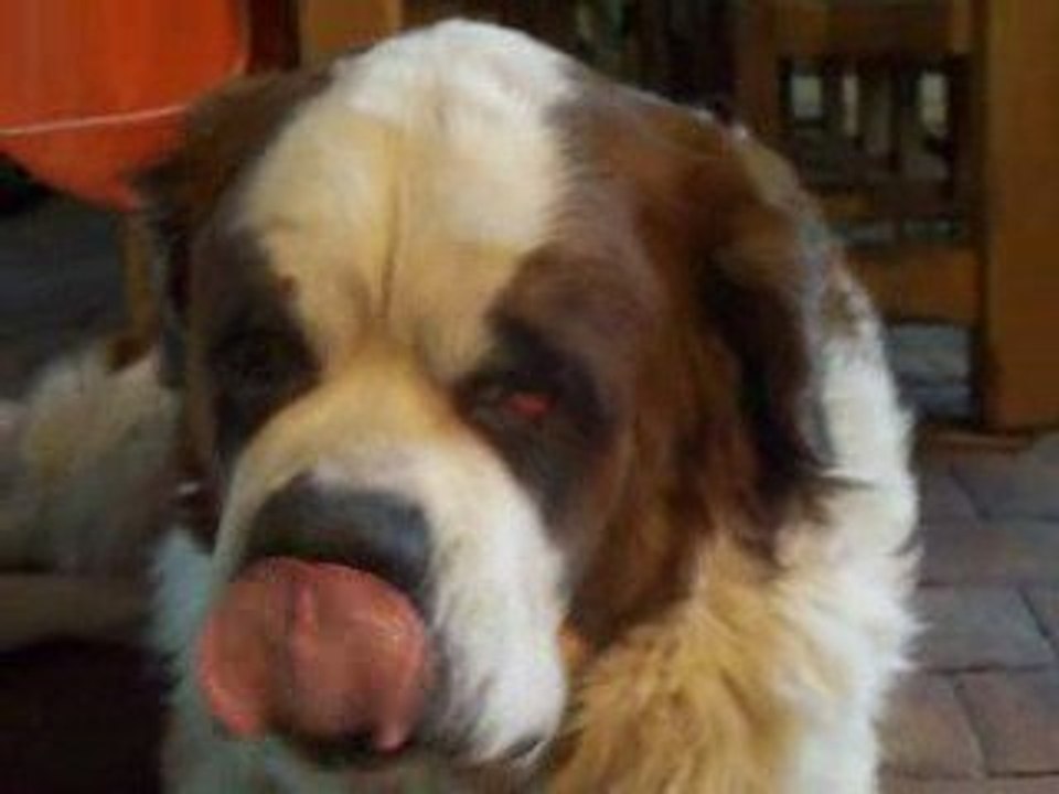 Jeu entre titou et kovu