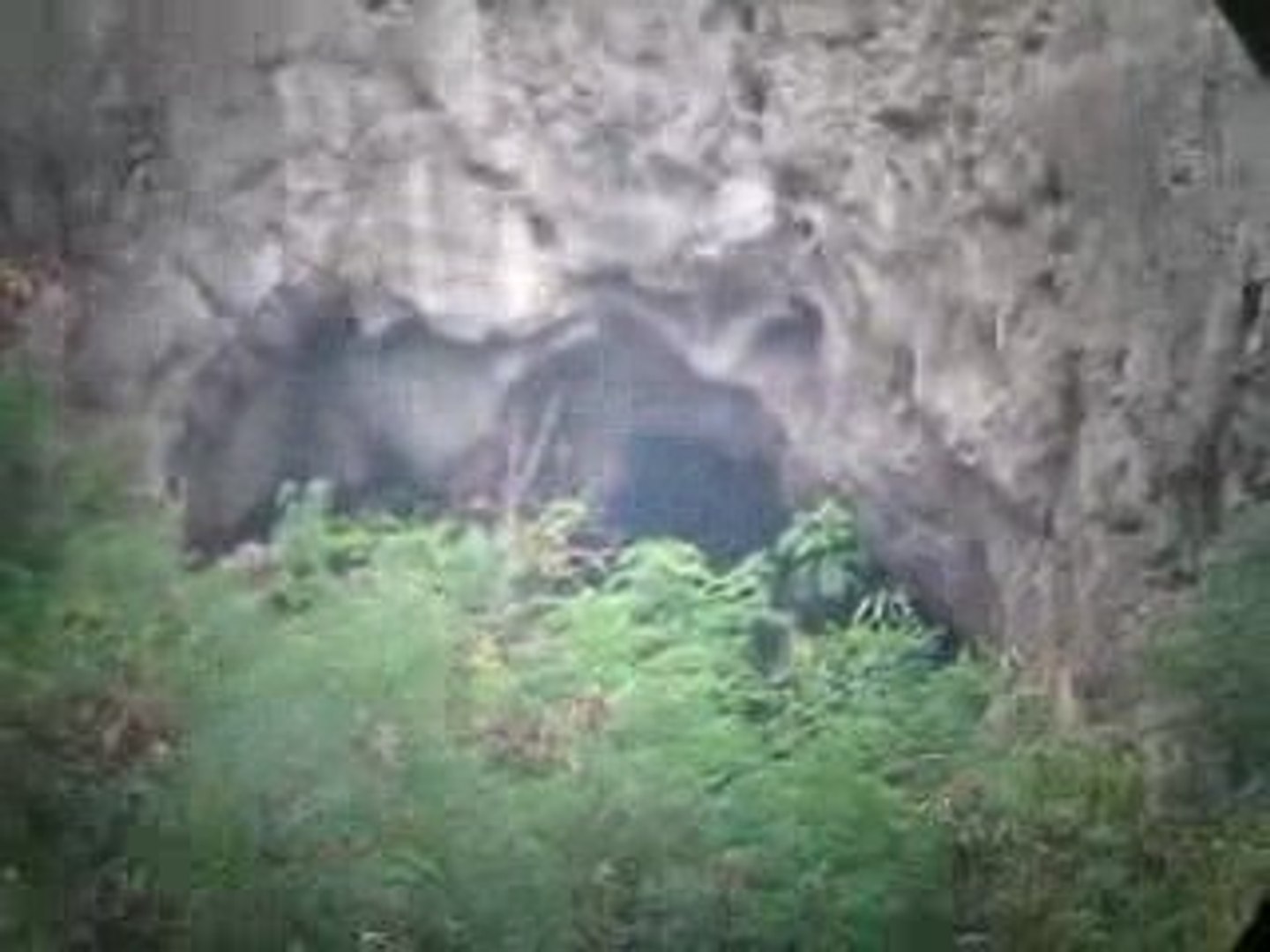 Bats (Thailand)