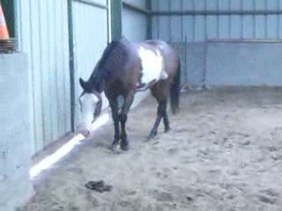 Obsession saute + ou - 1m25 ?