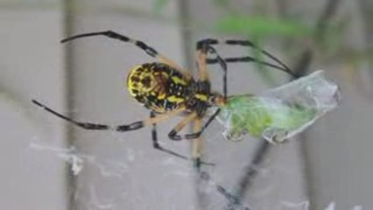 The writing Spider