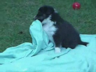 Ebony 4 semaines et demi 2