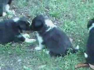 Eyko Bi 4 semaines et demi