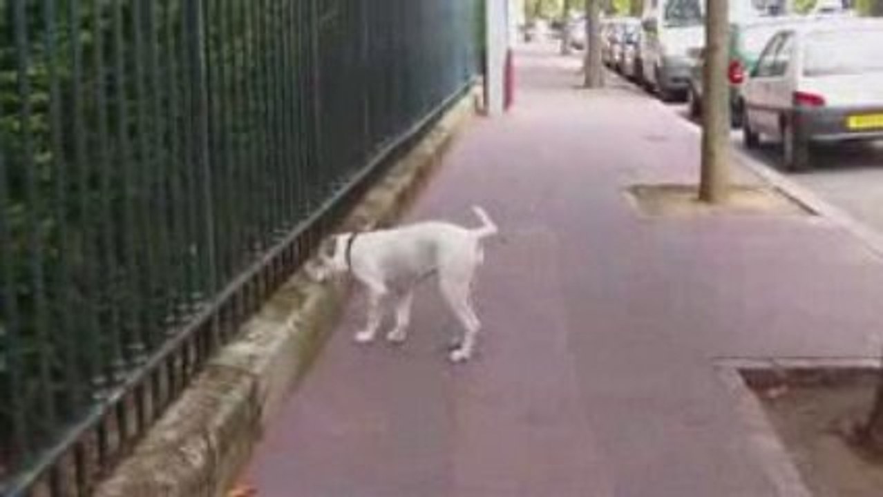 La Promenade du matin