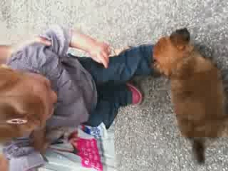 Alice et le petit chien
