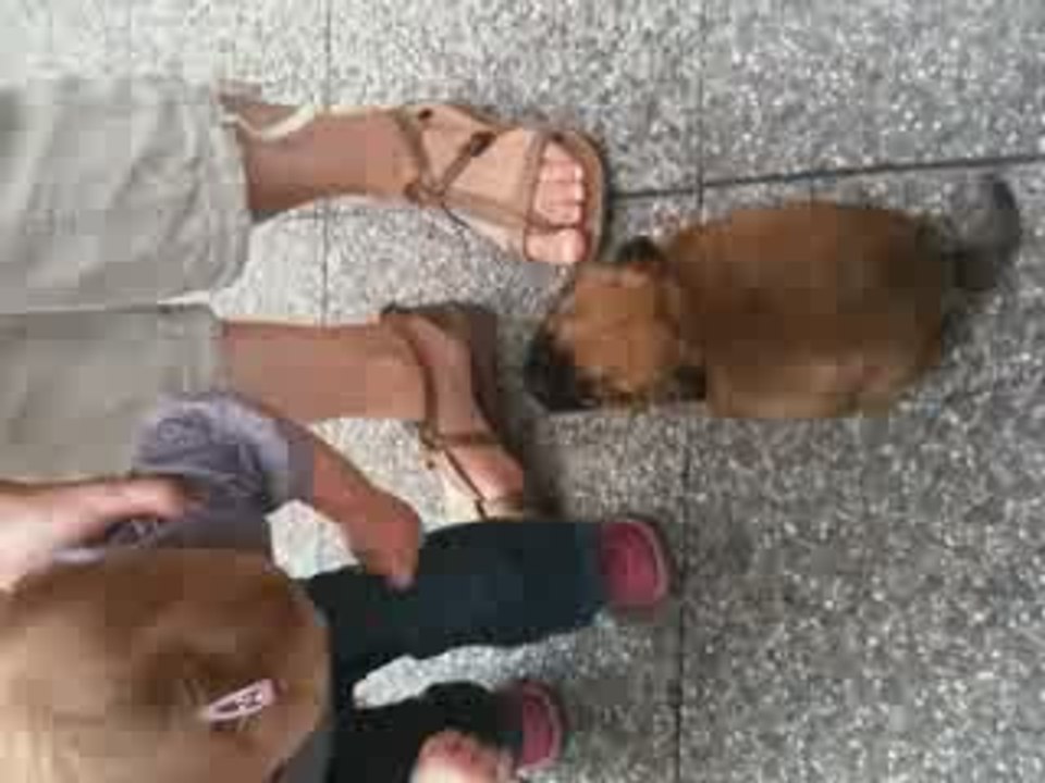 Alice et le petit chien 2