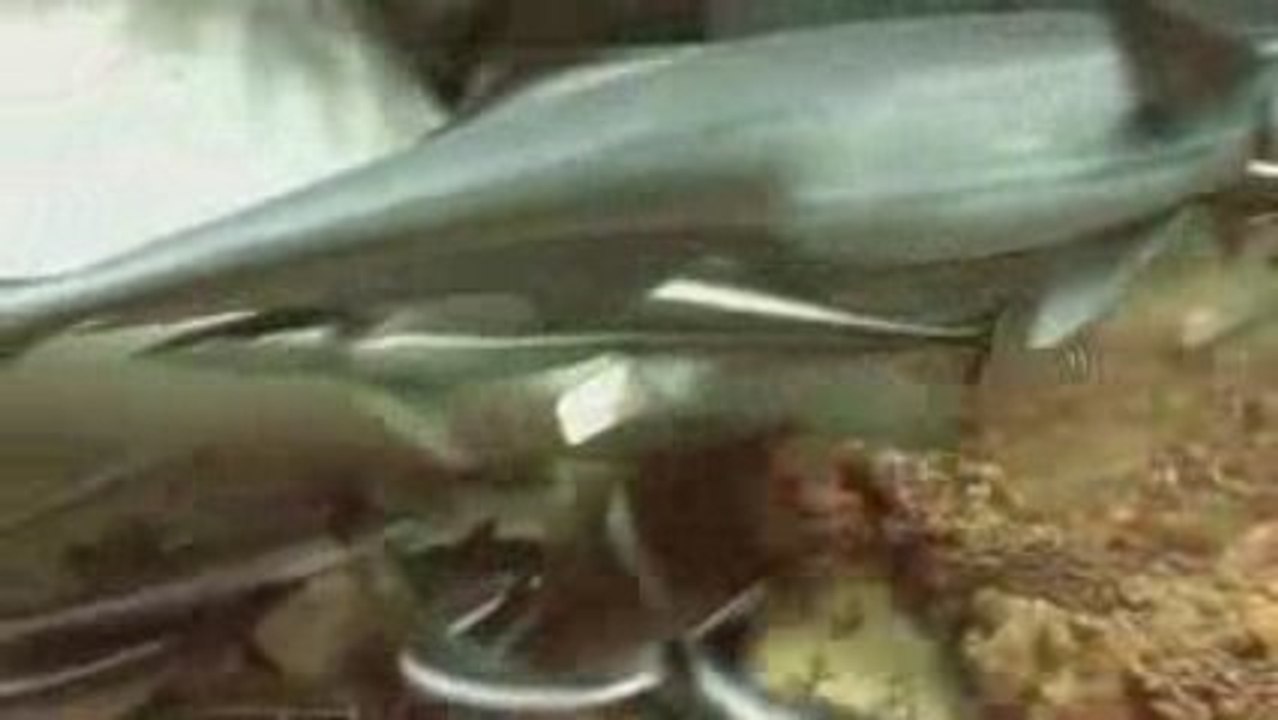 Fiji Scuba Diving Great Footage of an Enormous Tiger Shark